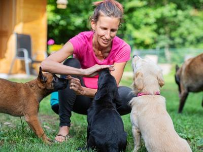 Average cost to board and cheap train a dog